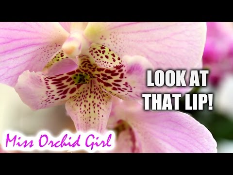 , title : 'Special Phalaenopsis Orchid! - The big lip'