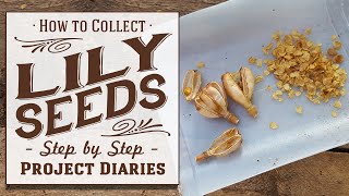 ★ How to Collect Lily Seeds (A Complete Step by Step Guide)