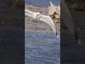 The Art Of Fishing Ring Billed Gulls In Action