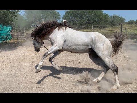 RANCHOLAROSA.SEMENTAL DUNNIT LITTLE OLENA NIETO DE HOLLYWOOD DUN IT#CUARTODEMILLA