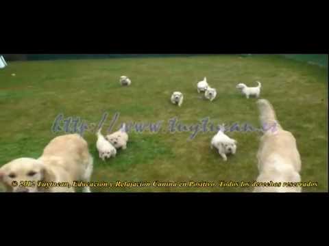 Túytucan: Cosas de Perros - Cachorros de Neila