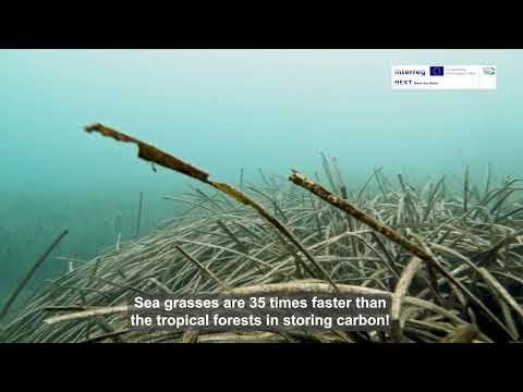 Seagrass Meadows in Every Breath