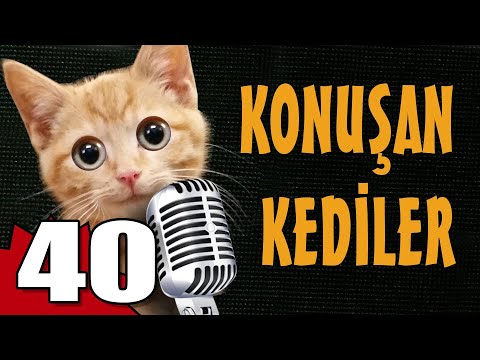 Konuşan Kediler 40 - En Komik Kedi Videoları