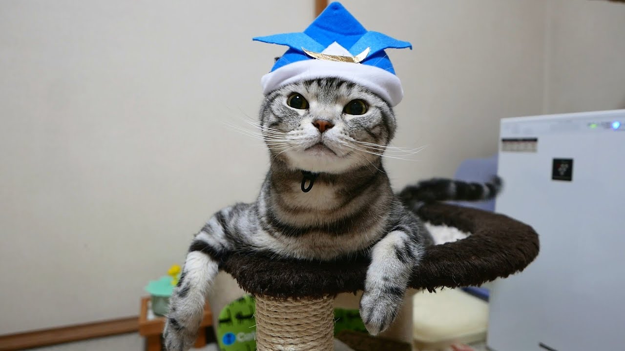 兜もお似合い 厄除け完了！こどもの日の猫