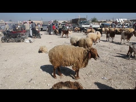 , title : 'شاهد: قيمته تعادل مليون ليرة.."الماعز الشامي"..سلالة نادرة مهددة بالانقراض في سوريا'