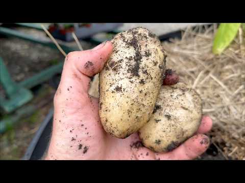 Growing Potatoes in a Pot