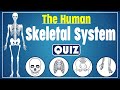 The Human Skeletal System Quiz Explore The Human Skeleton Identify Bones And Their Functions