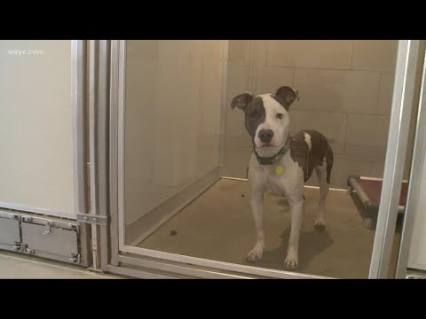 Clear the Shelters 2020: What to know before adopting a new pet