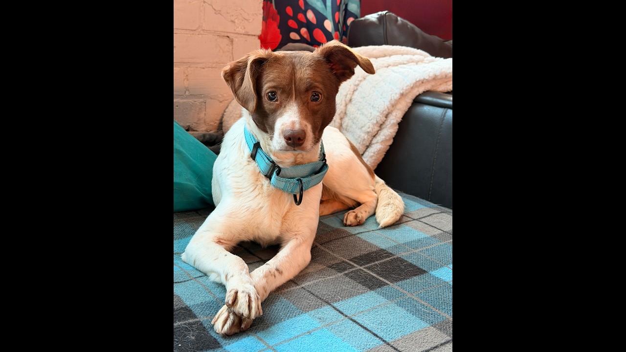 Enlarge Trixie - Fostered in SE Nebraska, a Adoptable mixed breed in Shawnee Mission, KS video 6/6