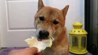 My Picky Eater Shiba inu dog reaction to the Cabbage || Hero the Shiba inu