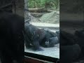 #Gay #Gorilla at #Zoo