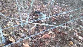 Fox trapping with David Williams