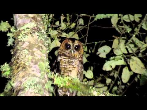 Strix albitarsis Rio Blanco Reserve Colombia
