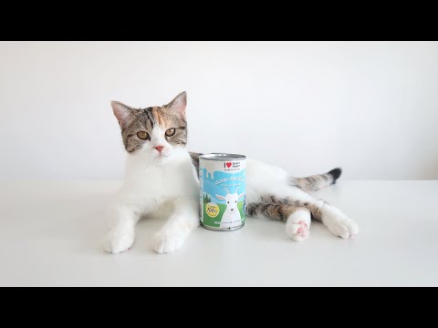 Let My Cat Tries Goat Milk! | Hinata's Day