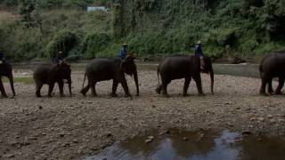 preview picture of video 'Elephant Painting Chiang Dao Elephant Camp Show in Thailand'