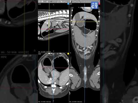 犬のインスリノーマ - 症状、原因、治療