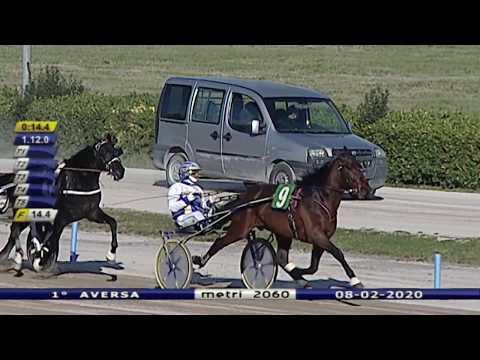 Aversa trotto 8 Febbraio 2020 - 1° Corsa