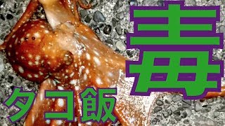 【アウトドア】毒ダコ釣れたからタコ飯作る【釣り】