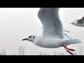 Jonathan Livingston Seagull by Richard Bach B.com 4th sem English Chapter 1 Summary