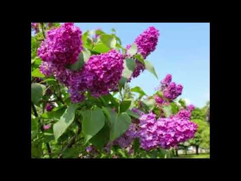 Duet Kondić-Gavrilović - Razgranala grana jorgovana