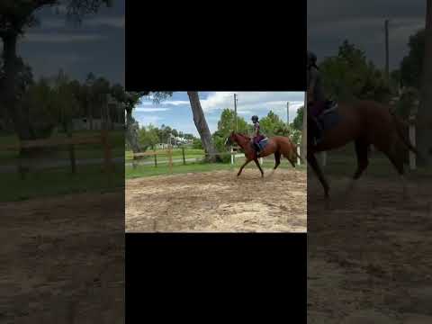 Skylar and Ember💗|| #equestrian #horse #ivandrago #subscribe