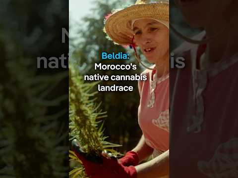 Beldia: Morocco's Native Cannabis Landrace | Dw Documentary