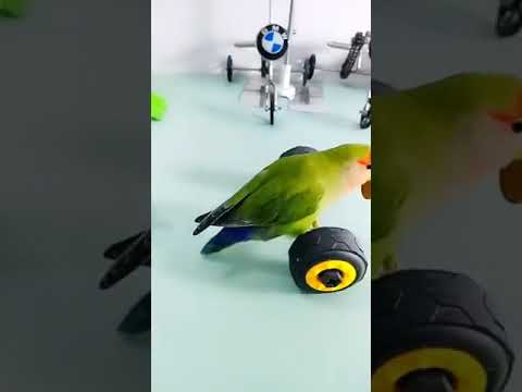 Cute Parrot funny video