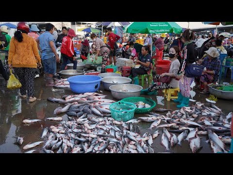 Cambodian Early Morning Fish Market Show - Plenty Alive Fish, Rural Fish, Seafood & More @Prek Phnov