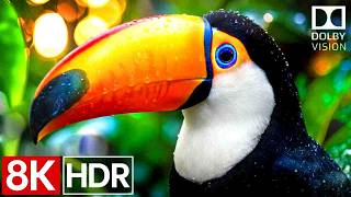 TRUE IMAGE HDR 8K VIDEO ULTRA HD - BEST TV HDR 4K VIDEO DOLBY ATMOS