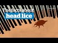 Head lice - the facts