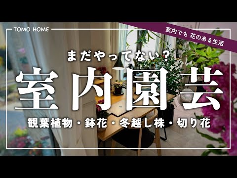 園芸 冬に室内植物を育てる