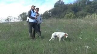 Pointer trabajando en pareja