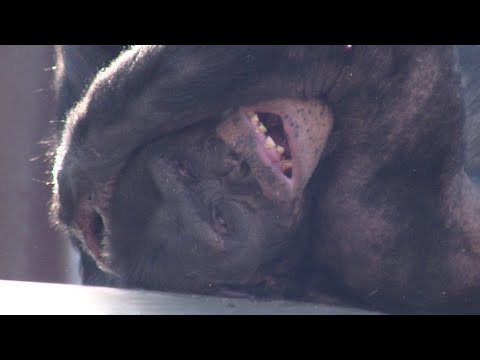 遊ぶガッツと大人なキャロ。kyaro is muscular and sexy. チンパンジー Asahiyama Zoo Chimpanzee