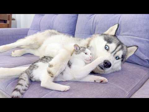 YouTube 썸네일