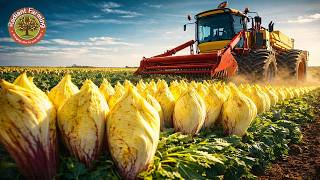 How Farmers Harvest Millions of Chicory Roots | The Secret Behind Belgian Endive Farming