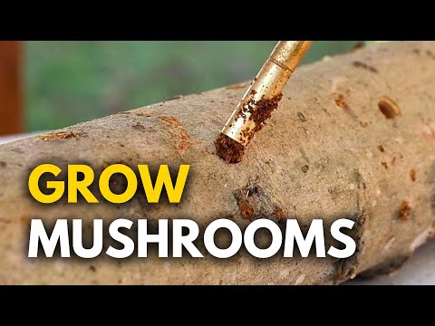 The Best Way to Grow Mushrooms on Logs