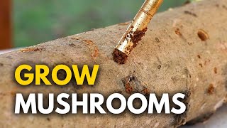 The Best Way to Grow Mushrooms on Logs