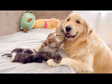 YouTube 썸네일