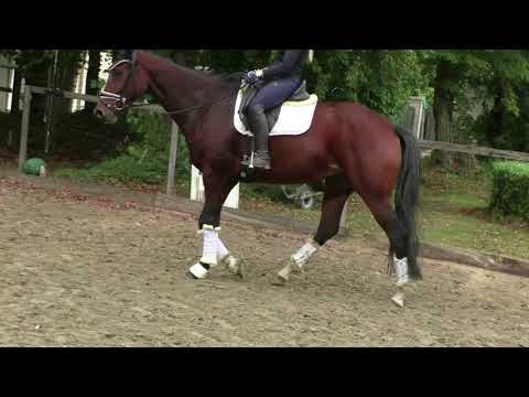 2016 Stute von Galaxy  Leicht Angeritten