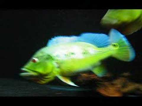 YouTube Video uaNF2qy5EUE