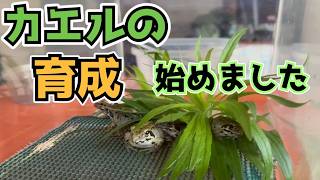 【カエル】育成始めました