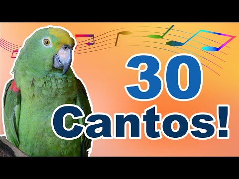 30 melhores cantos para treinar papagaio - Treinamento de canto para papagaio e periquito