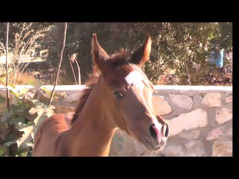 Baraka GA. WAZEER SAHARA & NIBAL BT. JUSTICE