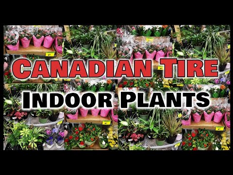 CANADIAN TIRE/SPRING FLOWERS/HOME DECOR/MOTHER'S DAY/GIFT IDEAS/2022