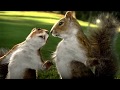 Kate Nahi Katate Ye Din Ye Raat Kit Kat Old Squirrel Ad Meri Feelings Mera Dard