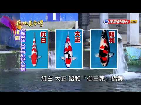 三色錦鯉價格