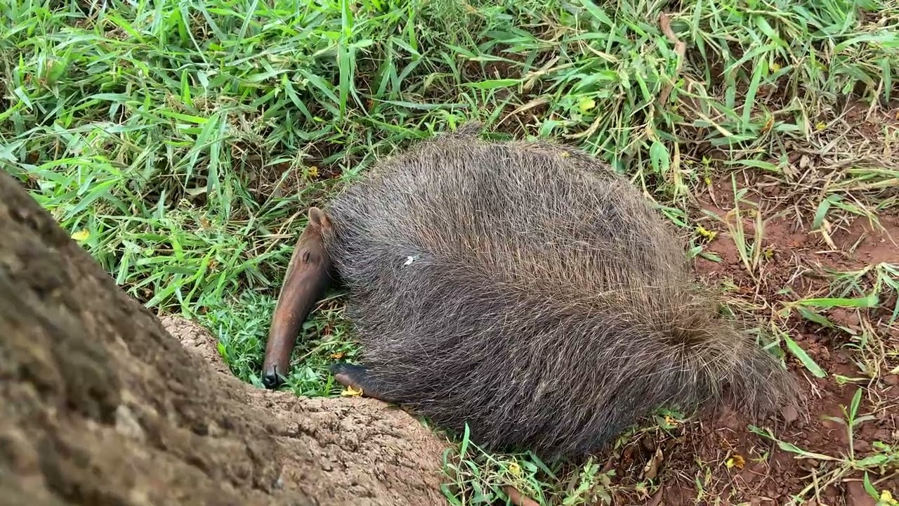 Behaviour pattern: Protection and camouflage / Padrão comportamental: Proteção e camuflagem