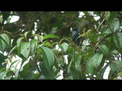 Tangara berylová (Tangara nigroviridis) — starostlivosť, voliéra a kŕmenie