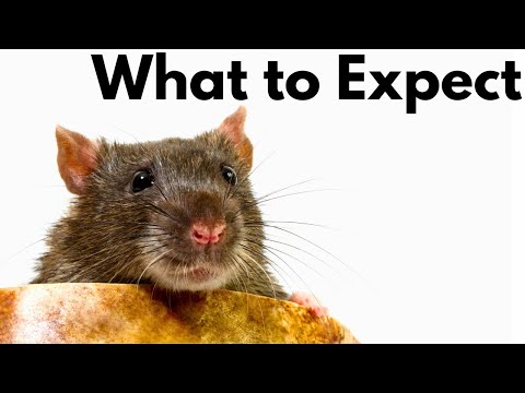 What to Expect as a First-time Rat Owner: Things You Need to Know!