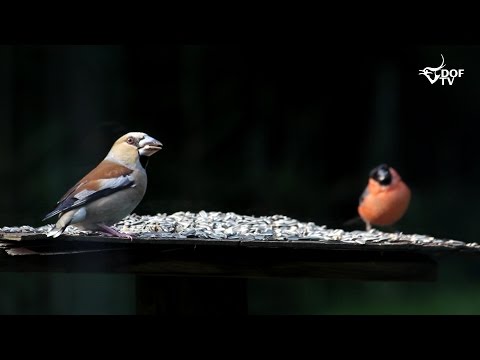 Kernebider knuser frø og kerner på havens foderbræt
